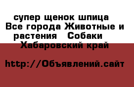 супер щенок шпица - Все города Животные и растения » Собаки   . Хабаровский край